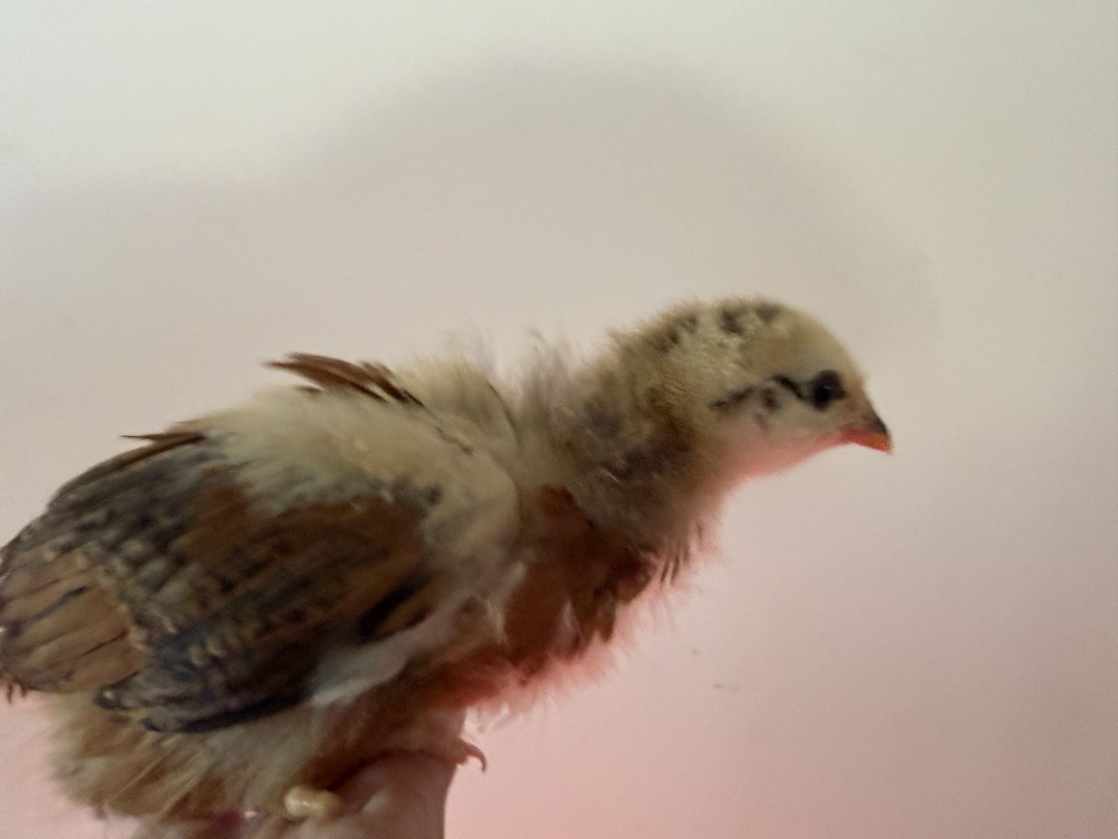 4 week old pullets