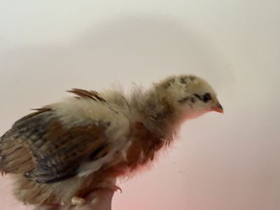 4 week old pullets