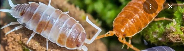 isopods starter cups $5.00 