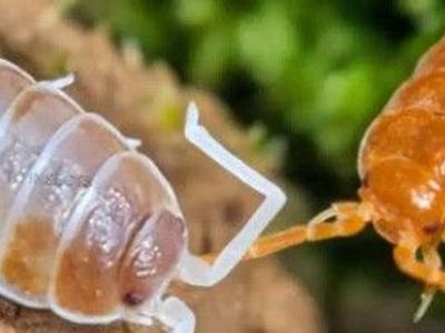 isopods starter cups $5.00