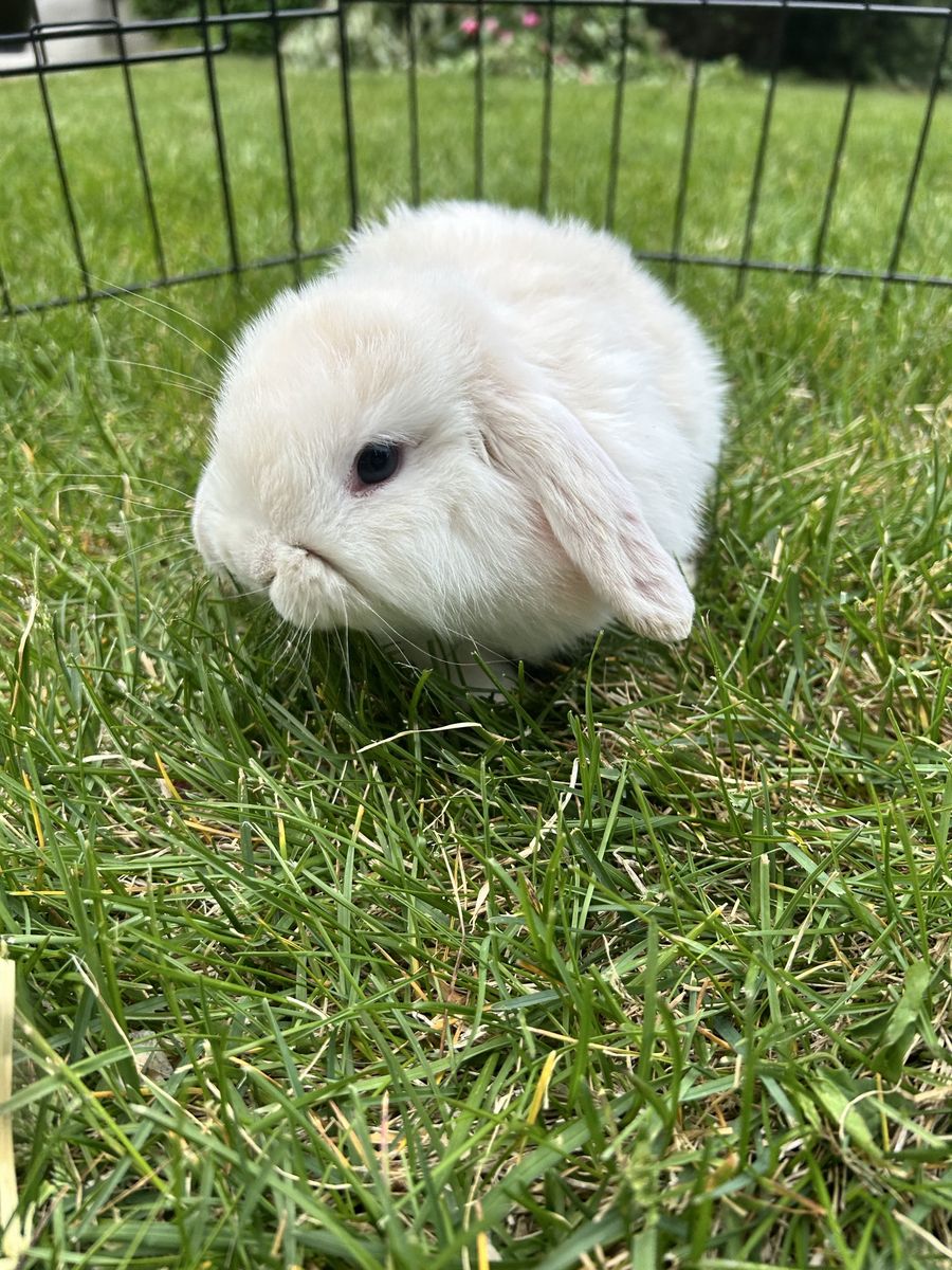 Purebred holland lop