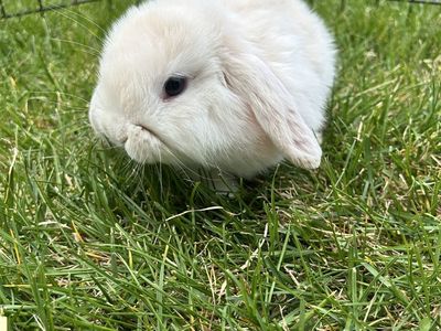Purebred holland lop