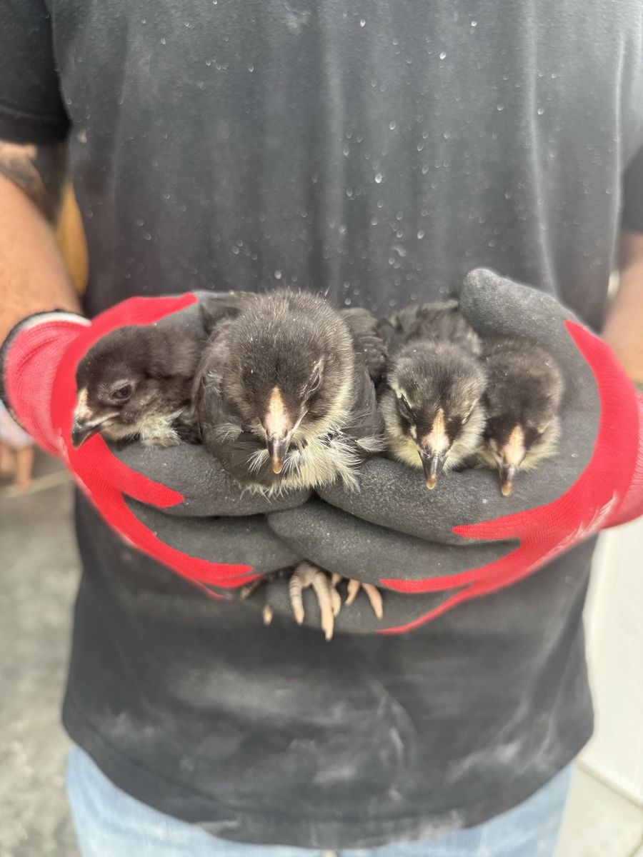 Black and white ameraucana chicks