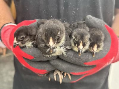 Black and white ameraucana chicks