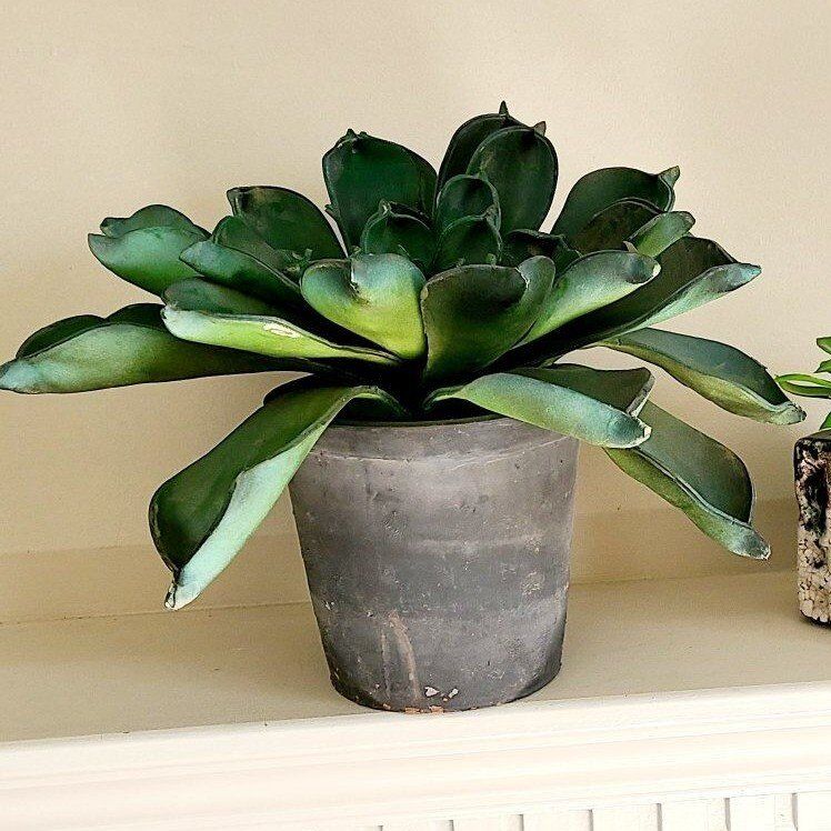 Large Succulent Plant