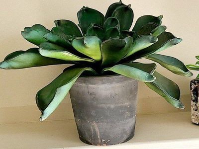 Large Succulent Plant