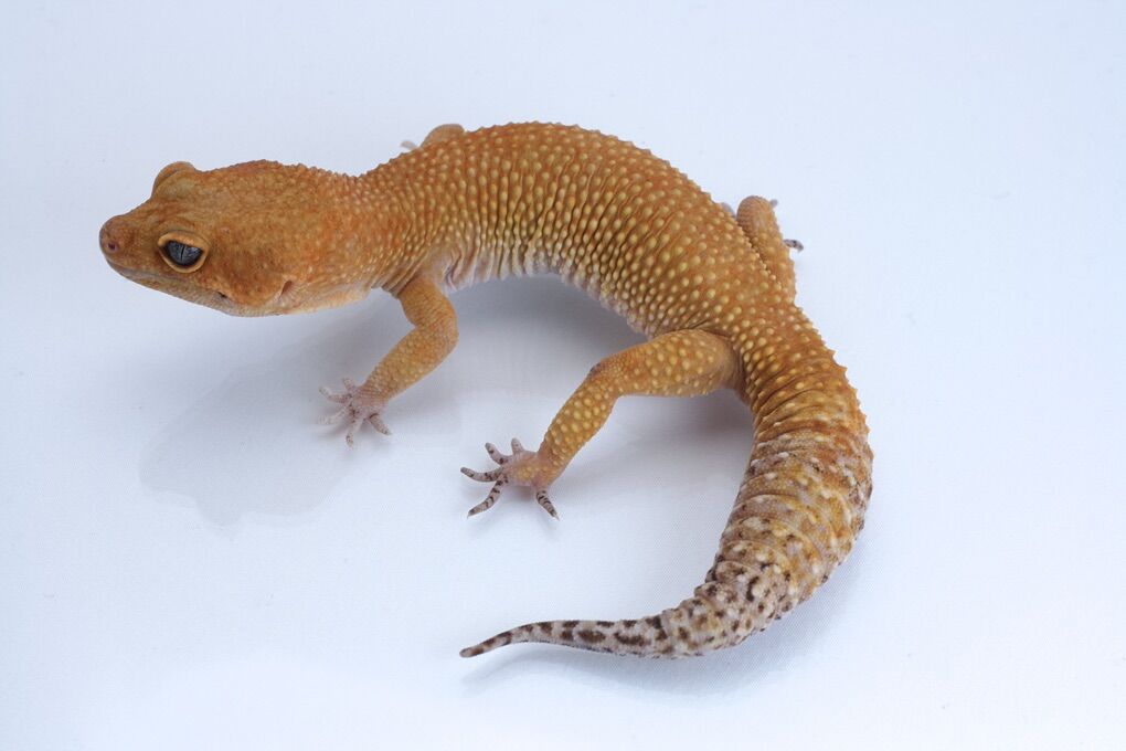 Adult Leopard Gecko