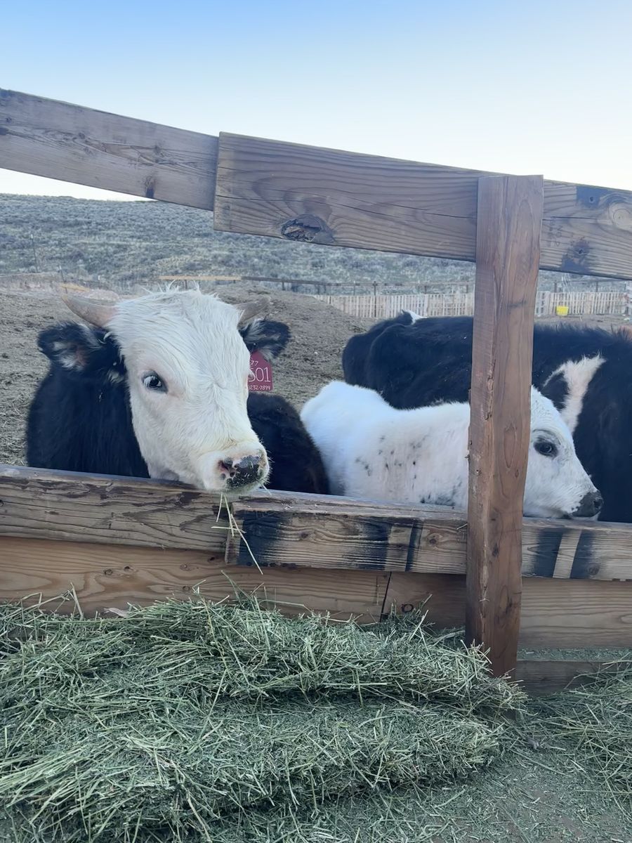 Angus bull
