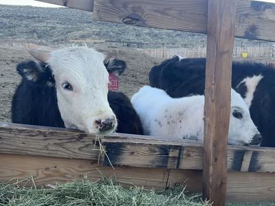 Angus bull