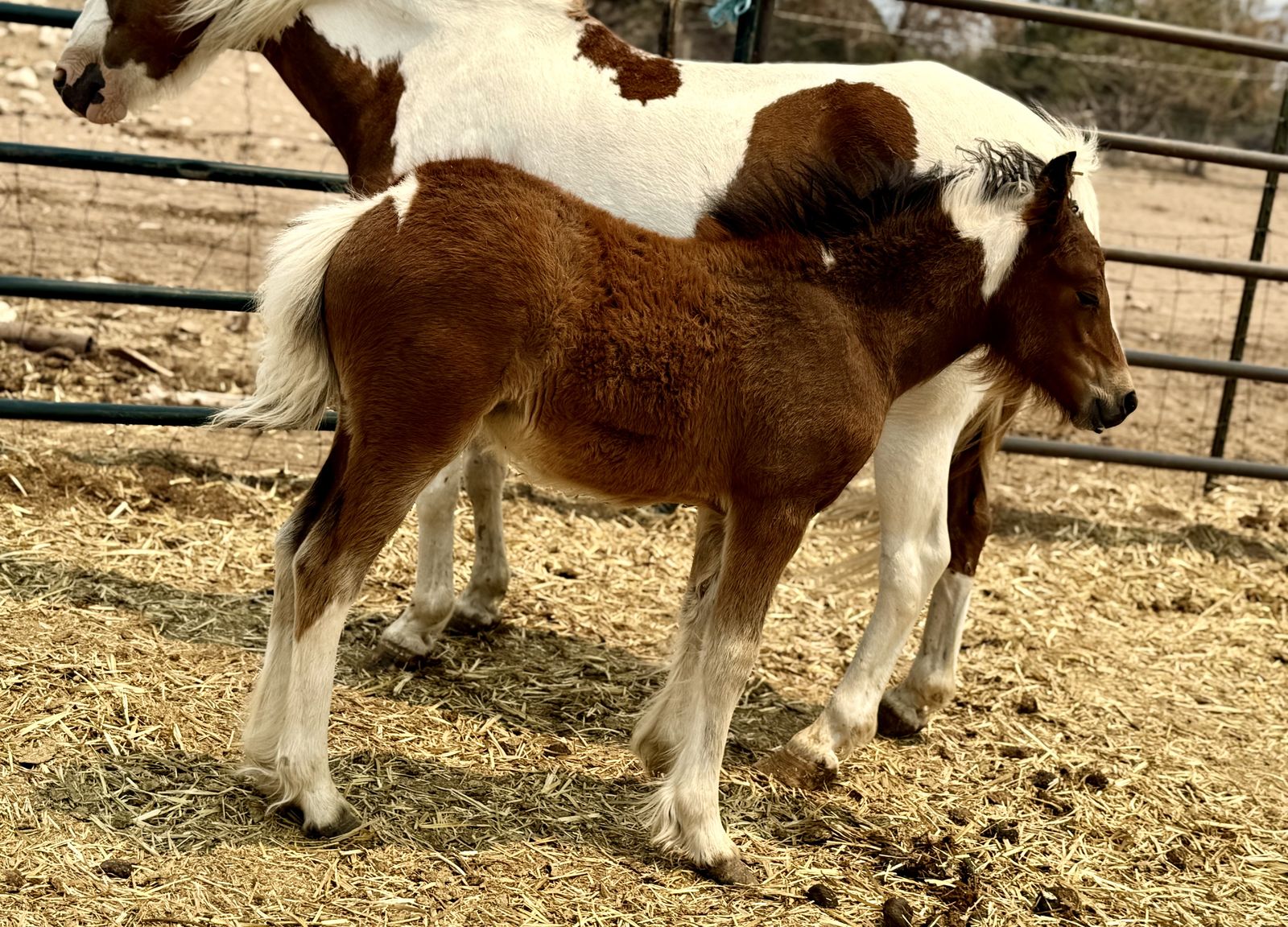 PonyxGypsy filly