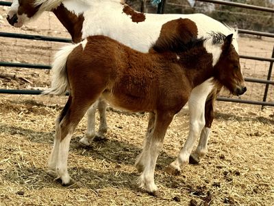 PonyxGypsy filly