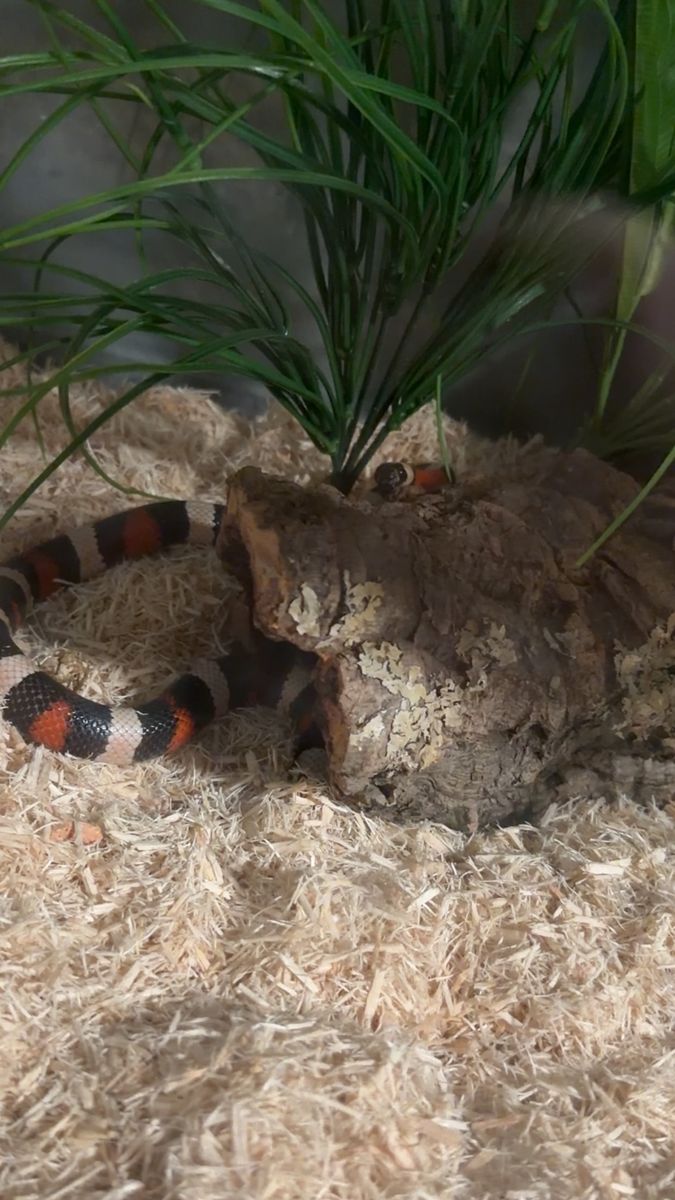 Milk Snake