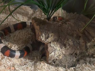 Milk Snake