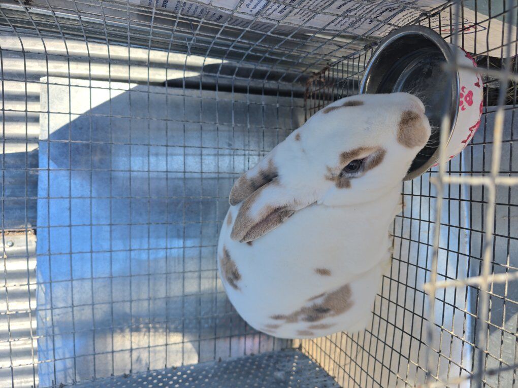 pedigreed standard rex proven doe and buck