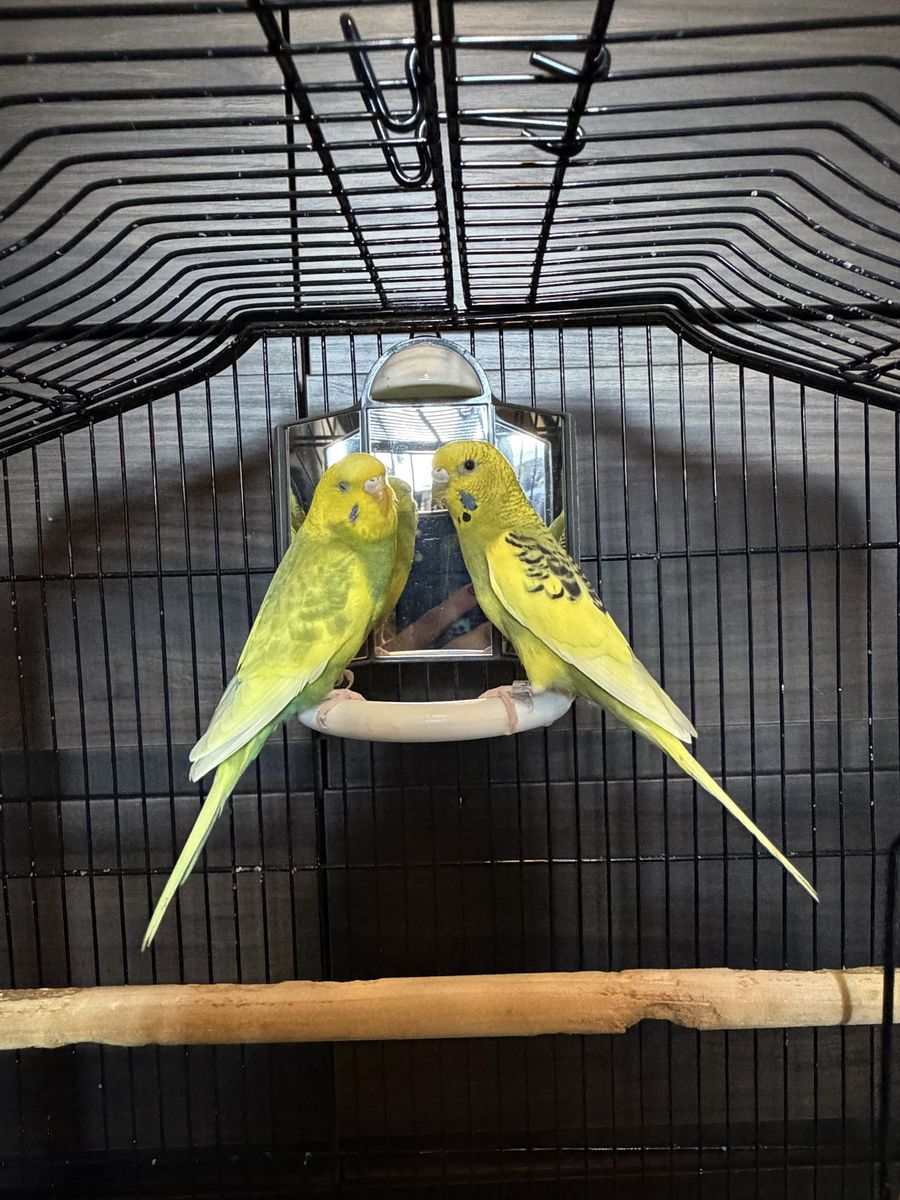 Bonded Parakeets