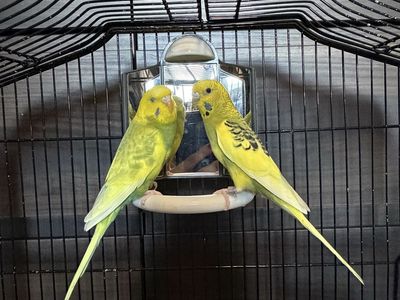 Bonded Parakeets