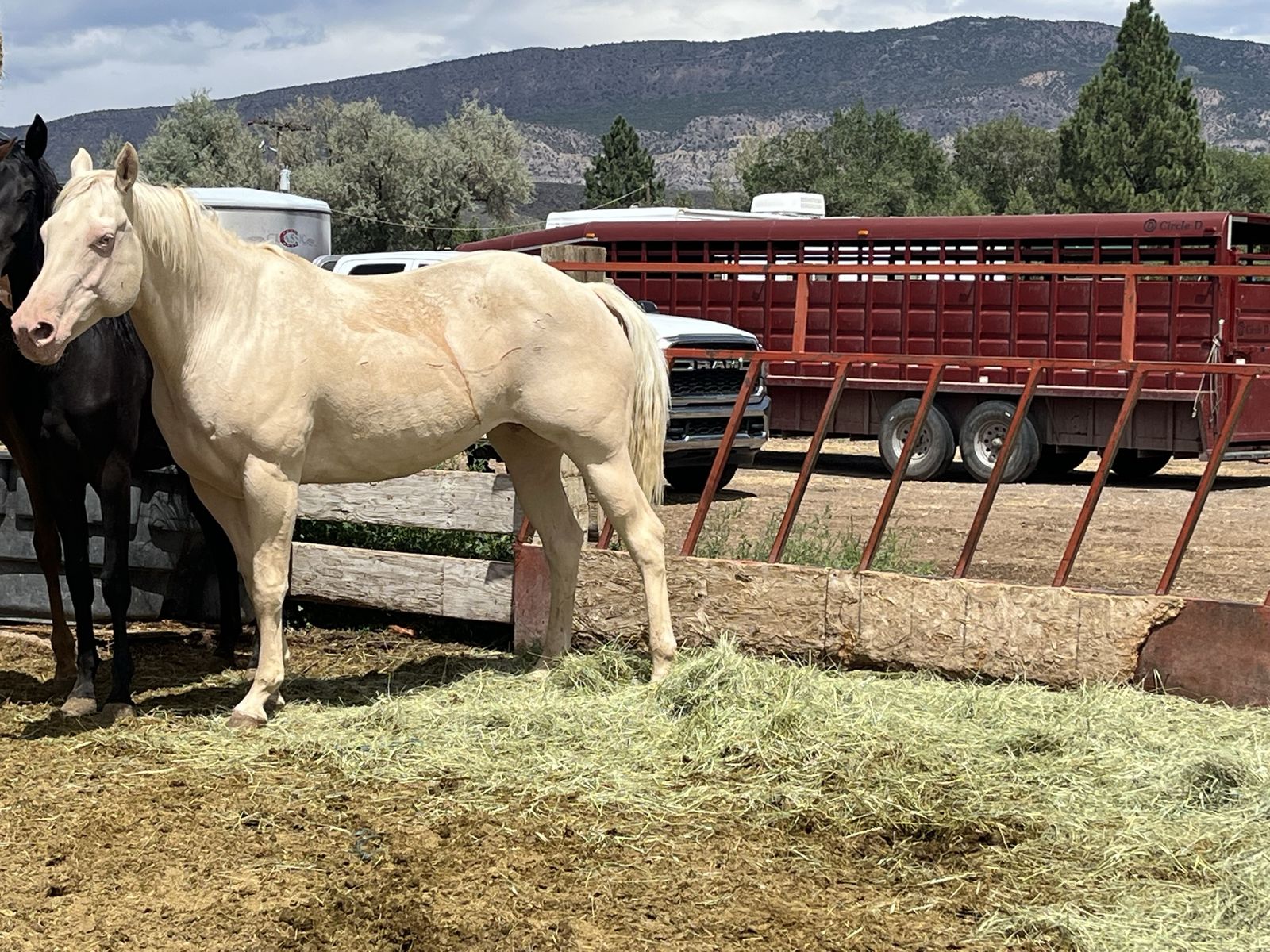 12 year old grade mare