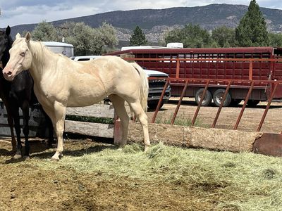 12 year old grade mare