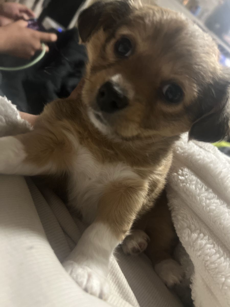 Chihuahua