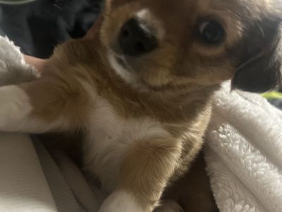 Chihuahua