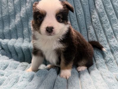 Toy Aussie Delivery Australian Shepherd