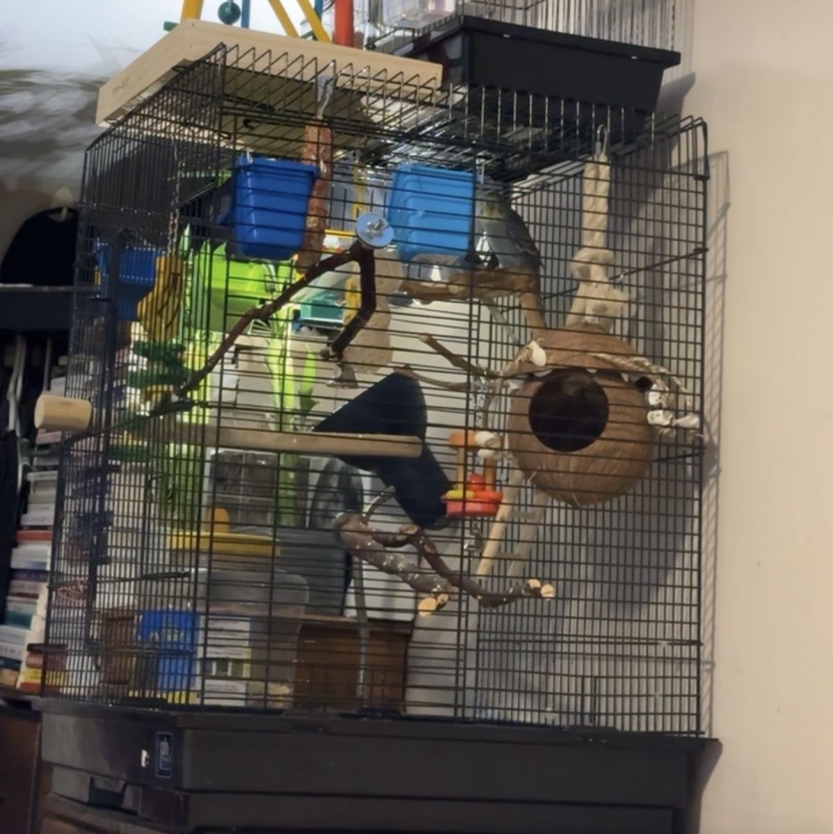 Large Black Metal Bird Cage for Parakeets, Budgies, or Small Birds