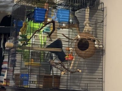 Large Black Metal Bird Cage for Parakeets, Budgies, or Small Birds
