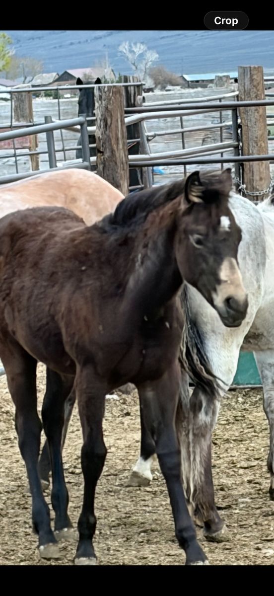 Weanling AQHA filly