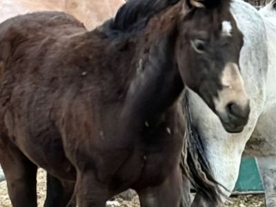 Weanling AQHA filly