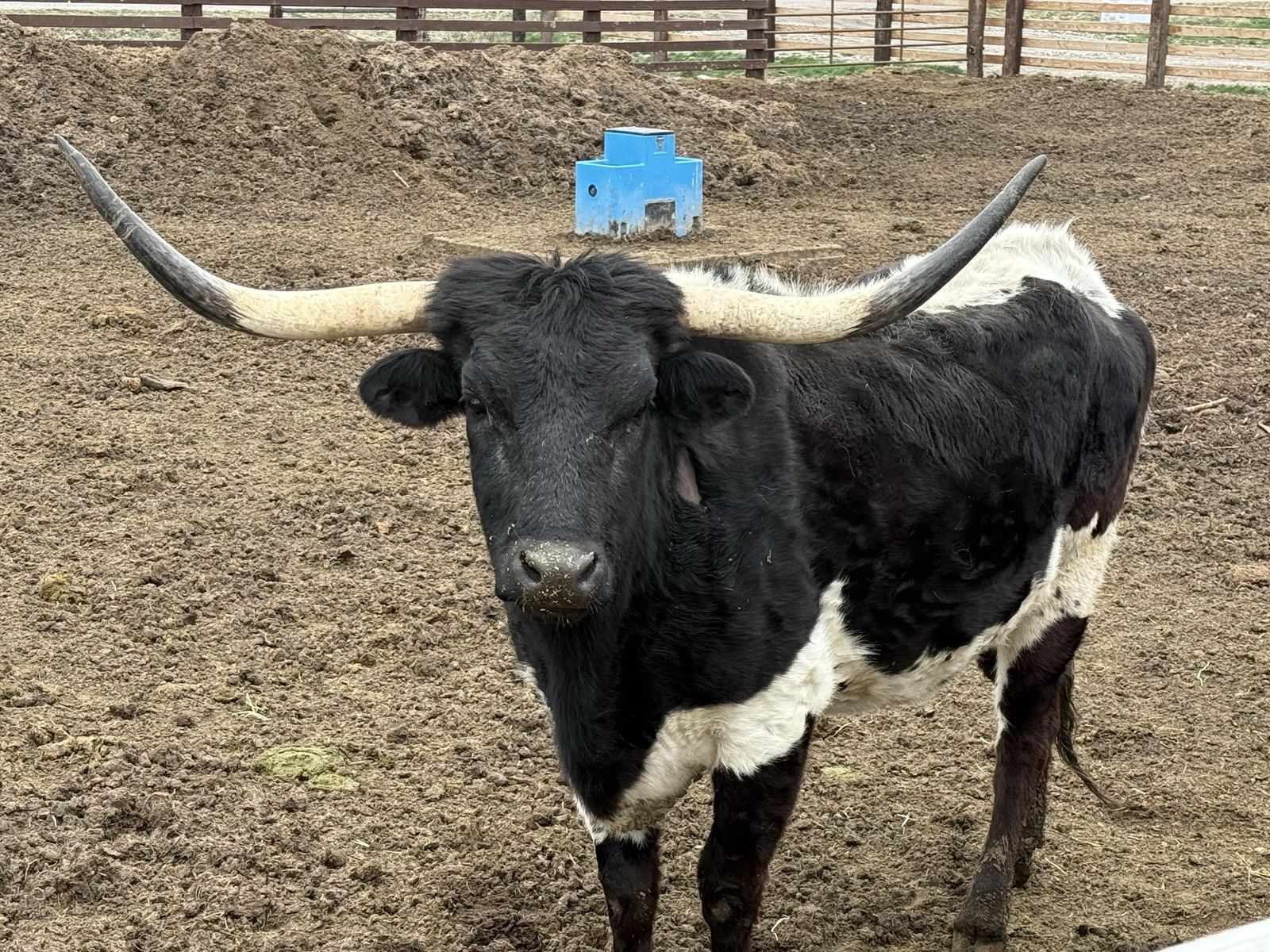 Bred Cow