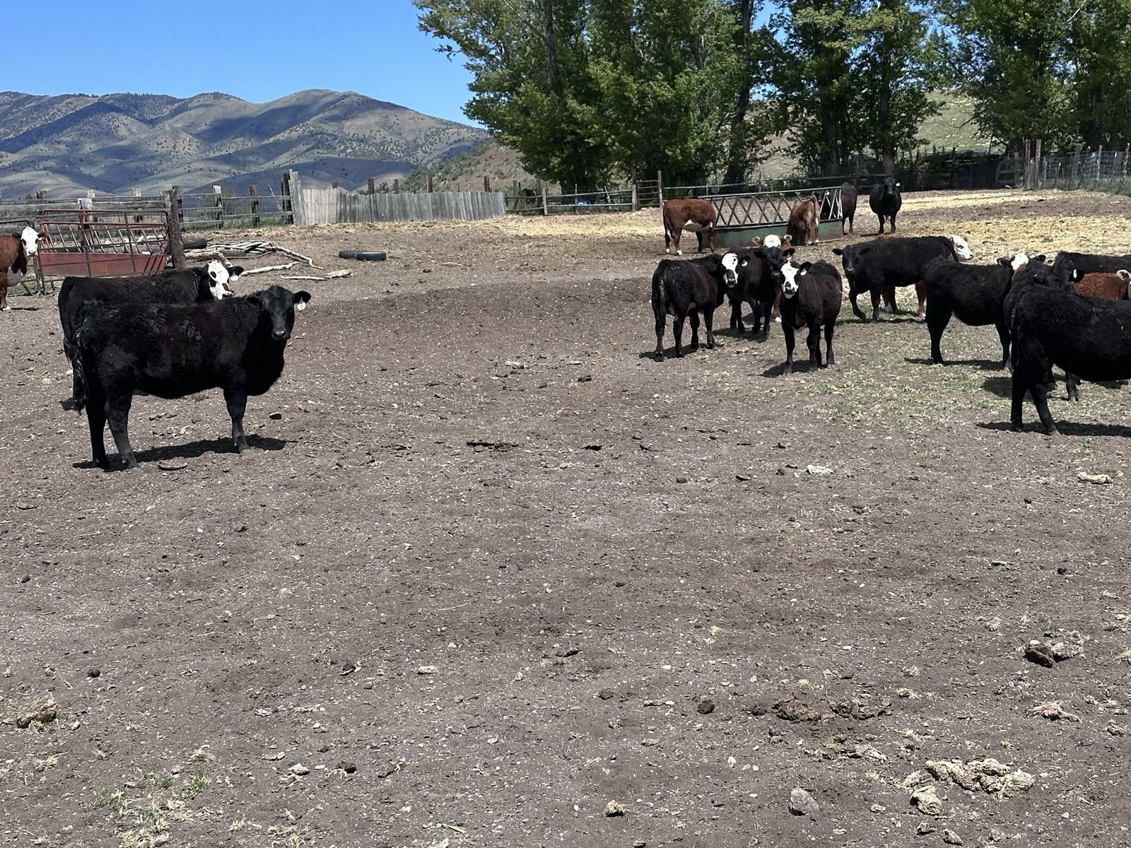 Replacement heifers