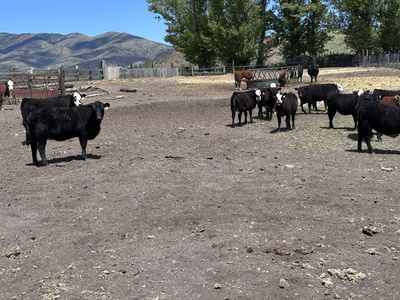 Replacement heifers