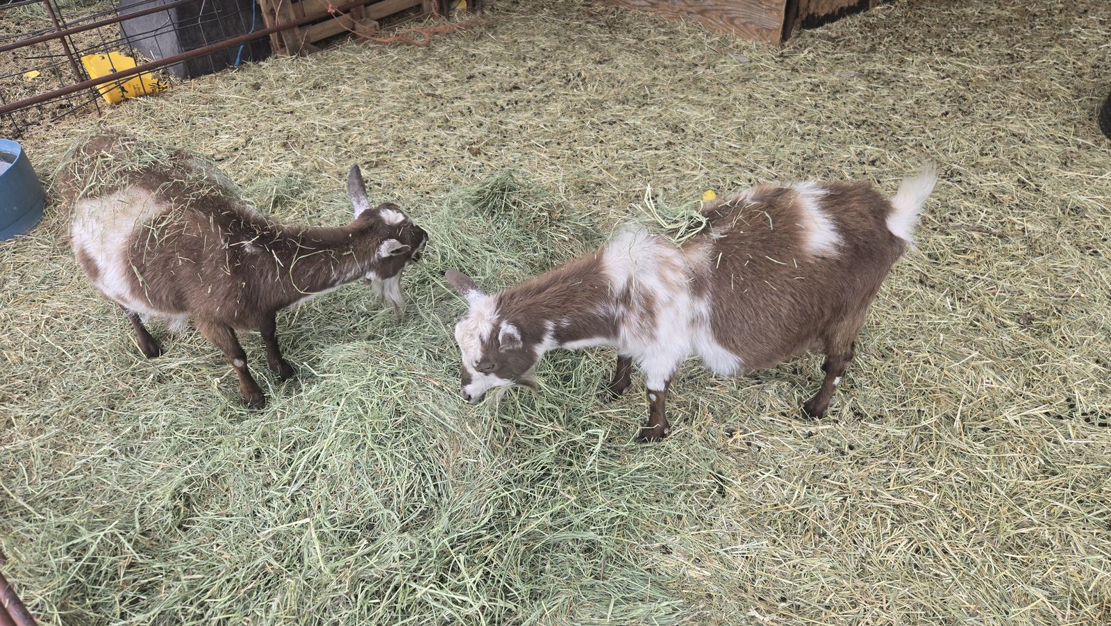 Nigerian Pigmy Goat Nanny