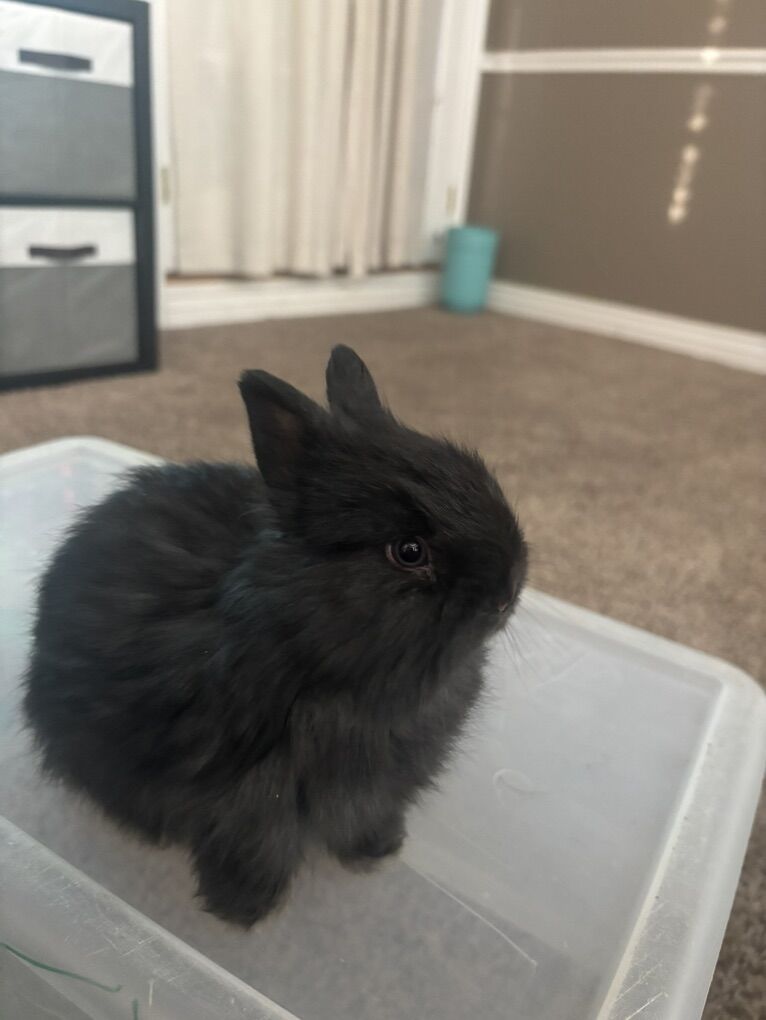 Darling Jersey Wooley Baby Bunnies