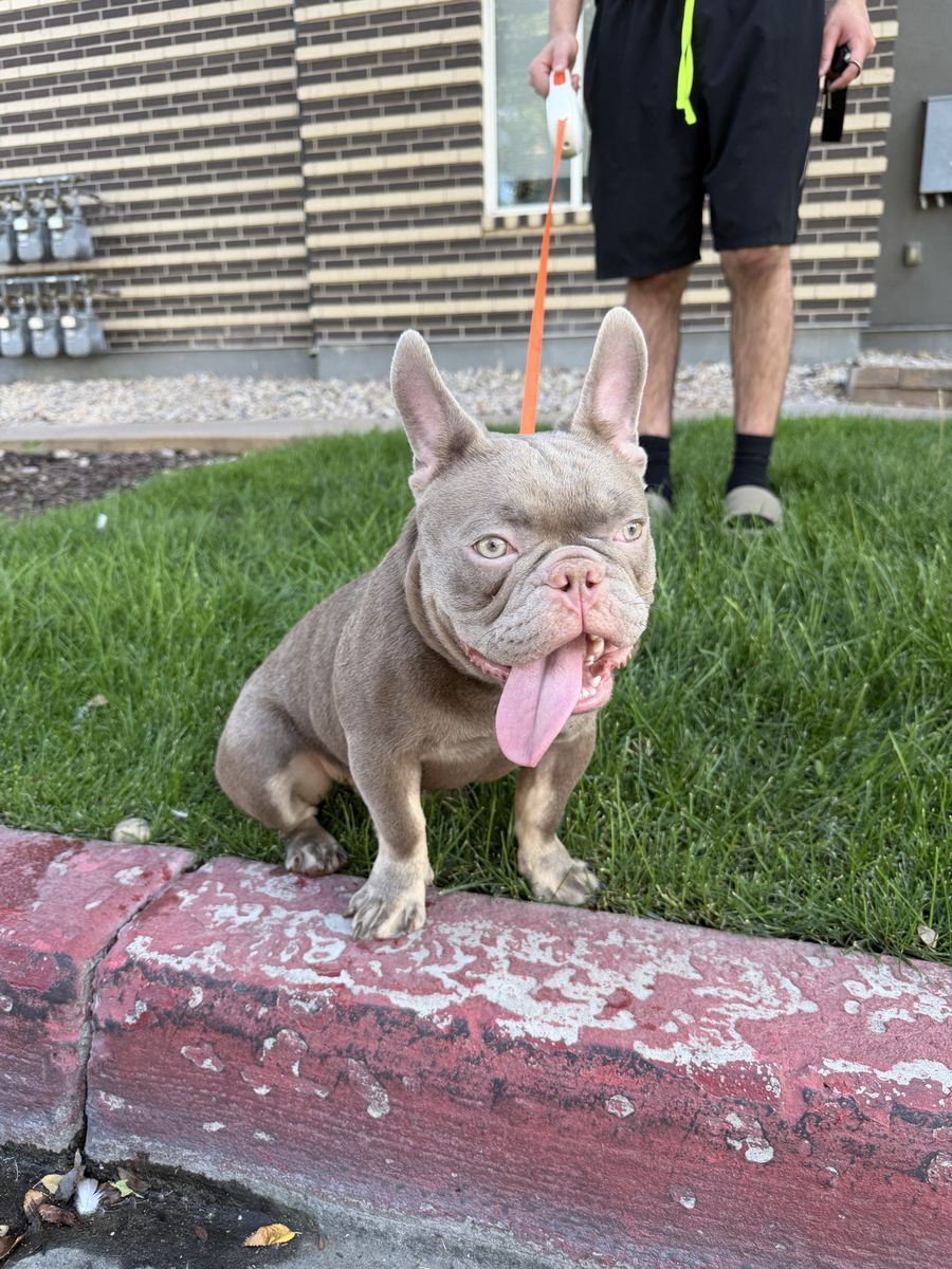 New Shade Isabella AKC French Bulldog