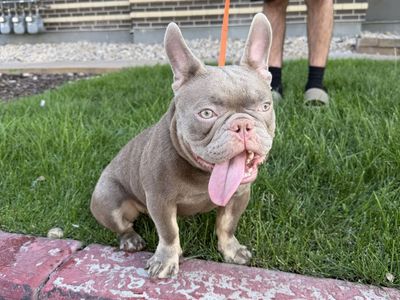 New Shade Isabella AKC French Bulldog