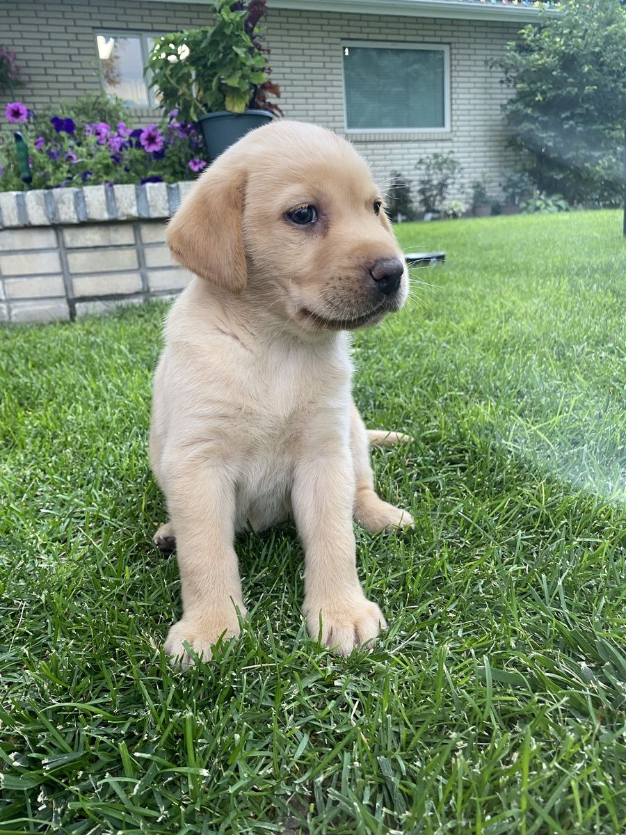 AKC English Lab  x American Lab puppies