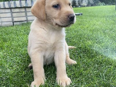 AKC English Lab x American Lab puppies