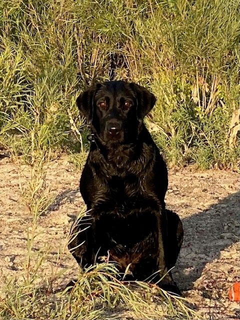 AKC Black Lab