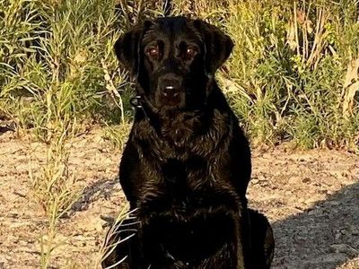 AKC Black Lab