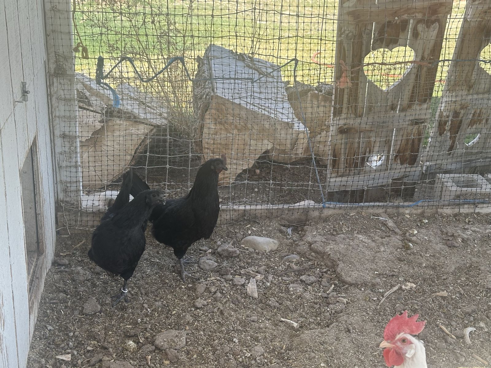 Ayam Cemani Chickens 2 Hens & Rooster