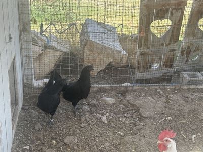 Ayam Cemani Chickens 2 Hens & Rooster