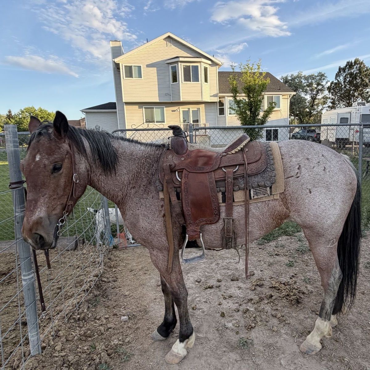 Roan mare 4 years old