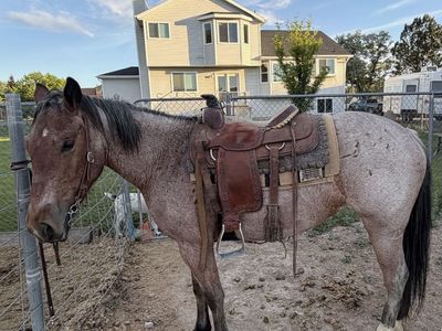 Roan mare 4 years old