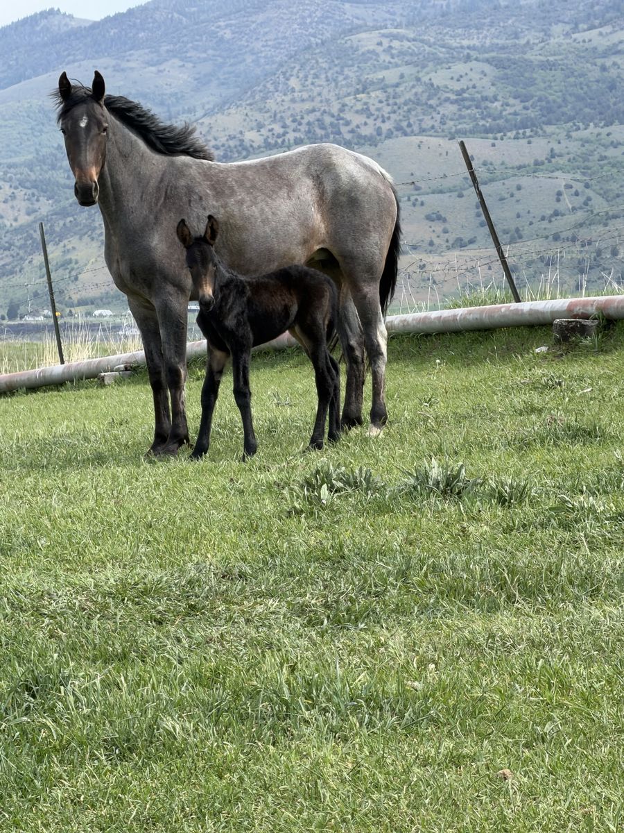 Blue Roan Mare Tennessee Walker