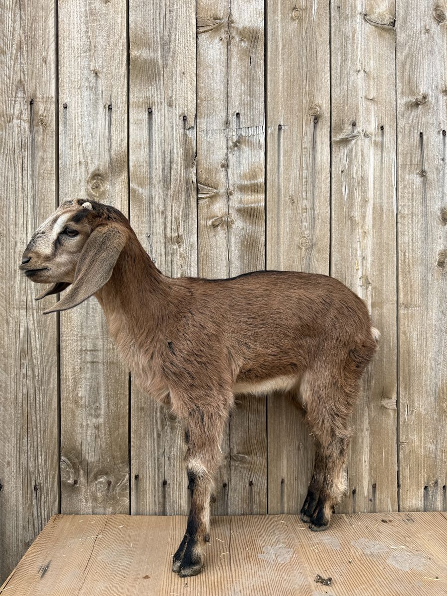 Sweet Nubian Buckling