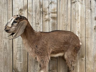 Sweet Nubian Buckling