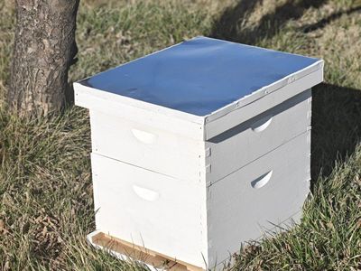 New Painted 10-Frame Langstroth Beehive