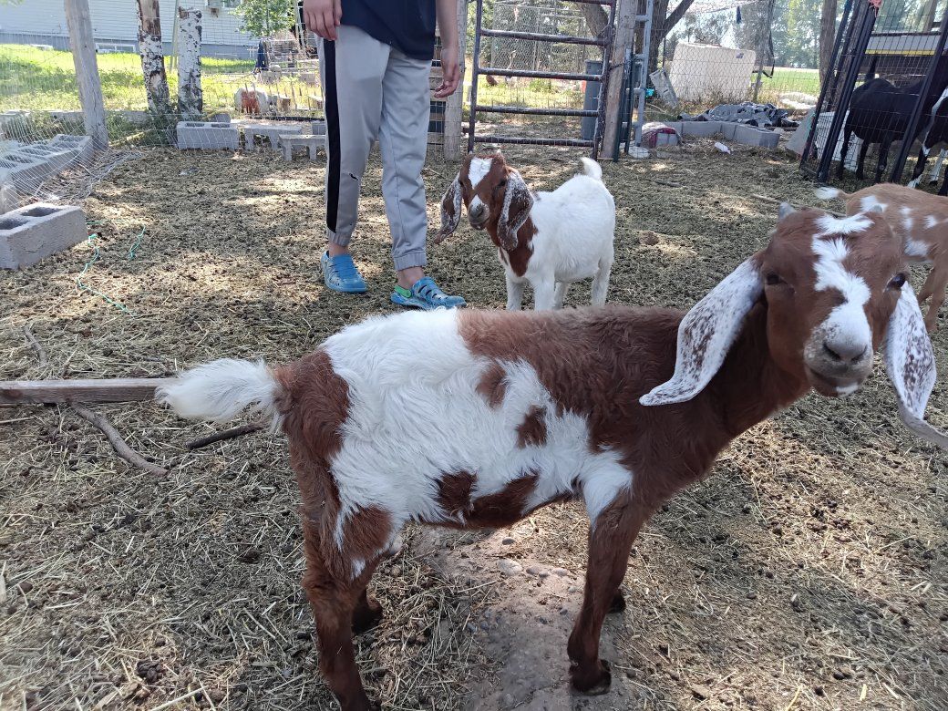 abga boer doeling