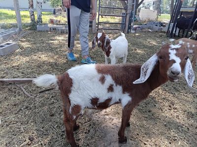 abga boer doeling